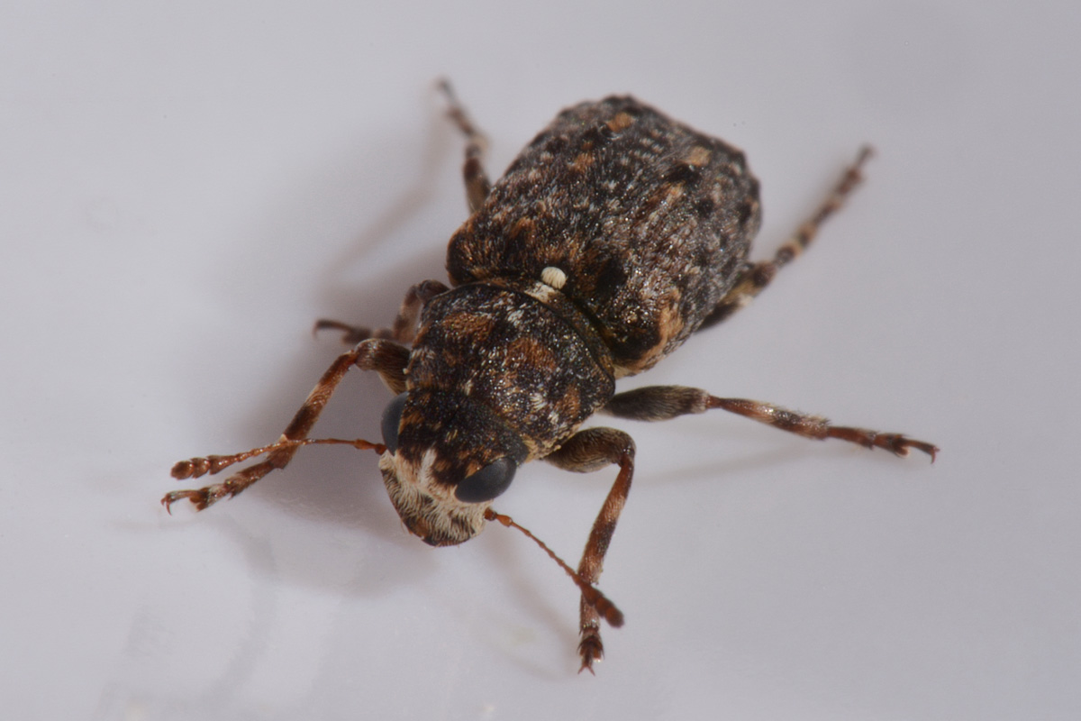 Anthribidae: Dissoleucas niveirostris